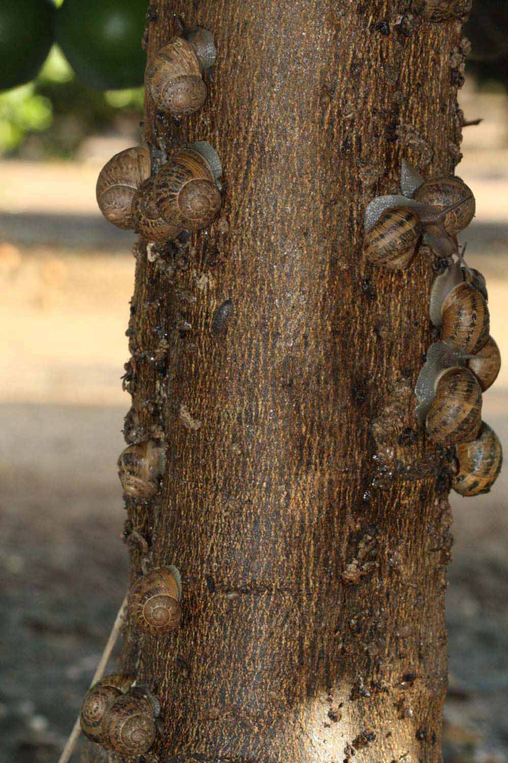            Bark (Riverside, CA)   